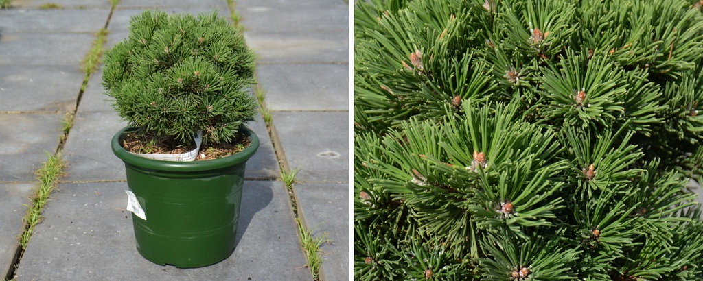 Pinus mugo `Sherwood Compact`_С6.jpg Pinus mugo `Sherwood Compact`_С6.jpg